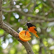Baltimore Oriole, South Padre Island, Texas